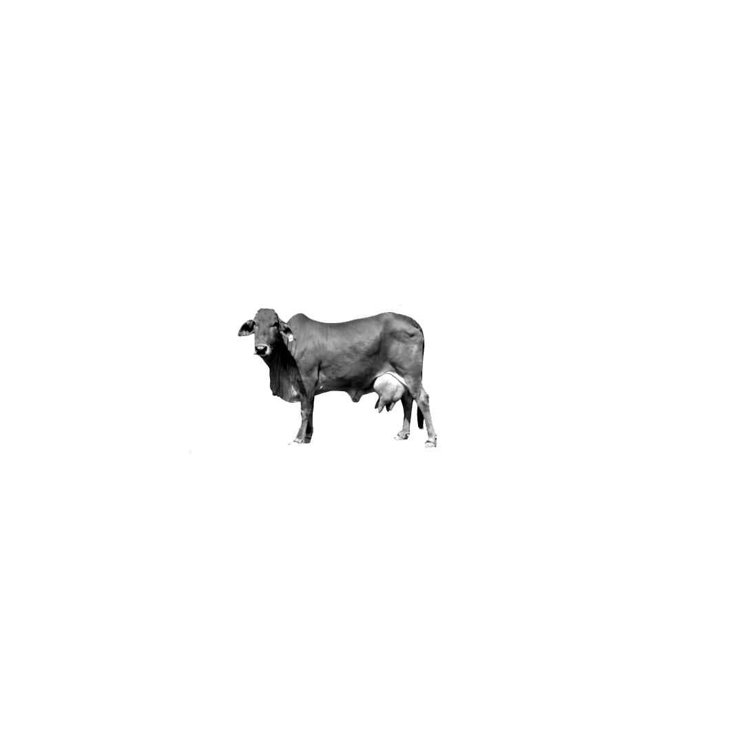 Animax-white-logo-png